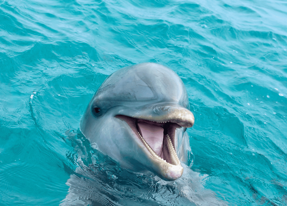 Dolphin Sleep Chronotype