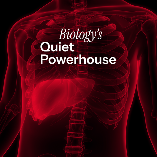 Is The Liver The Most Understated Engine Of Human Vitality?